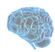 brain