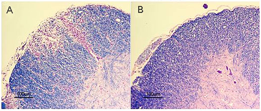 histology slide