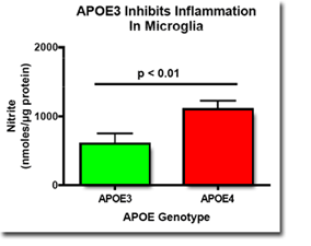 APOE3 inhibits inflammation in microglia