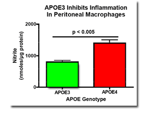 APOE3 inhibits inflammation in peritoneal macrophages